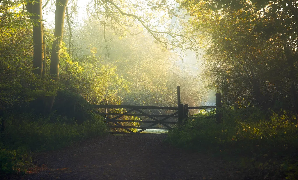 Hatfield Forest, near Takeley. The forest stays open on foot all winter; the car parks do not